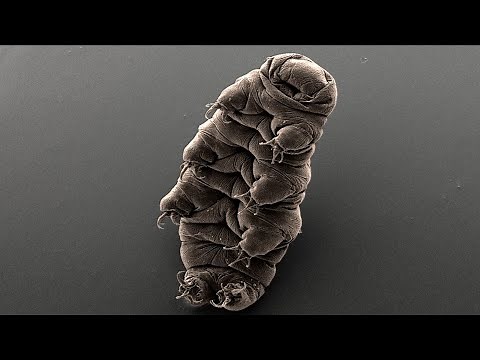 Why NASA is Sending Water Bears to Space