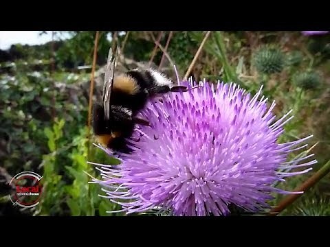 Bumblebees are superior | nzherald.co.nz