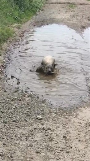 Why Golden Retrievers Are Obsessed With Rolling in Mud Goldies aren’t just accidentally muddy… They’re genetically programmed chaos when it comes to water, earth and anything squishy. Here’s why it’s especially common in Goldens 👇 1. They were bred as water and marshland retrievers Goldens were literally designed to plunge through boggy ground, wetlands and muddy cover to bring game back. Rolling in natural scents helped mask their own smell while working, so the instinct is still alive and thr
