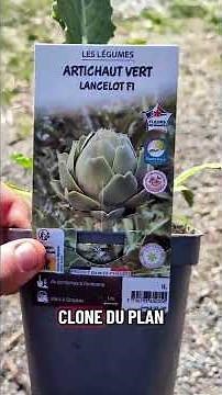 F1 Artichokes: Why and how to plant them. #gardening #cultivation #vegetablegarden #plant #garden