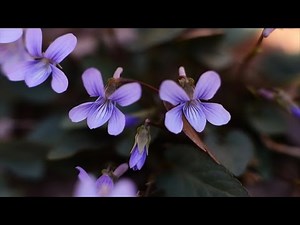 【高音質】 ストリーボッグ作曲 『すみれ』