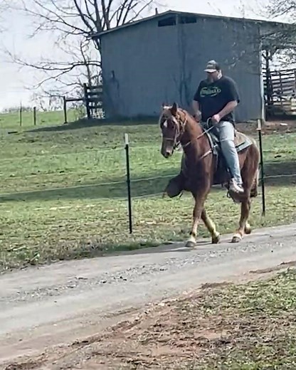 Registered TWHBEA Chestnut Gelding | Trail/Western/Gaited | Consigned on Thehorsebay.com