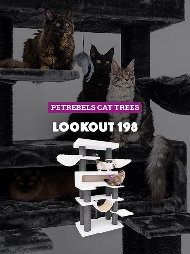 De Lookout 198: Het Ultieme Kattenpaleis