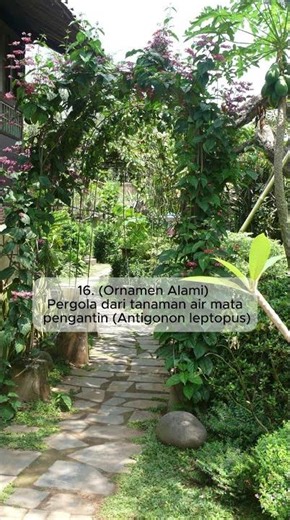 16. (Ornamen Alami) Pergola dari tanaman air mata pengantin (Antigonon leptopus)