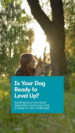 Signs Your Dog's Ready to Advance Training