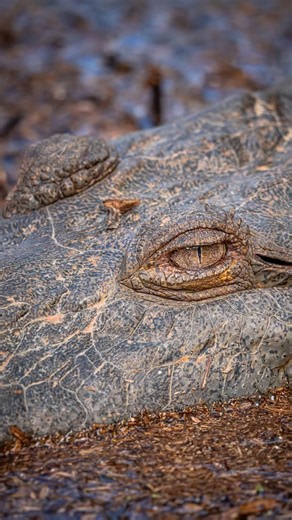 Sony A6700, Sigma 100-400 F5-6.3 | Belize Wildlife