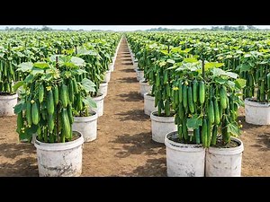 Container Cucumber Harvest – Grow and Pick More at Home