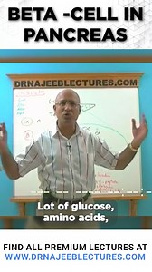 Beta Cell In Pancreas This Reel is a clip from the lecture "Insulin synthesis & secretion 1" To watch this complete lecture please visit our website. 👇🏻👇🏻👇🏻 www.drnajeeblectures.com If you Sign Up Now you can get lifetime access to our premium lectures for just $45 ONLY. So hurry up and sign up now. The link is below. 👇🏻👇🏻👇🏻👇🏻👇🏻👇🏻👇🏻👇🏻👇🏻 https://members.drnajeeblectures.com/courses/Dr-Najeeb-Lectures-64b6a71fe4b07805c2a499c2-64b6a71fe4b07805c2a499c2 | Dr. Najeeb