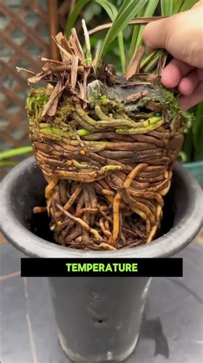 💡 3 Reasons Your Orchid Leaves Turn Yellow 🌸||#gardenhacks #plants