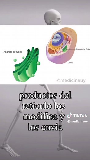 Explorando el Aparato de Golgi y su Complejidad en la Medicina