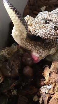 A Ball Python Pooping And Shedding.