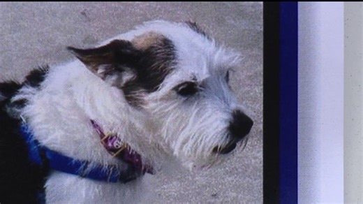 The search continues for 'Harvey' the dog | Haystack News