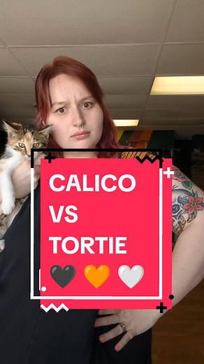 Calico vs. Tortoiseshell Cats: What's the Difference?
