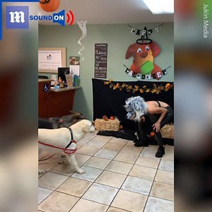 20K views · 98 reactions | 'I wanted to see how my dogs would react to this wolf mask'  via Jukin Media #funny #dogs #scary #puppies #cute #animals | Daily Mail Video | Facebook