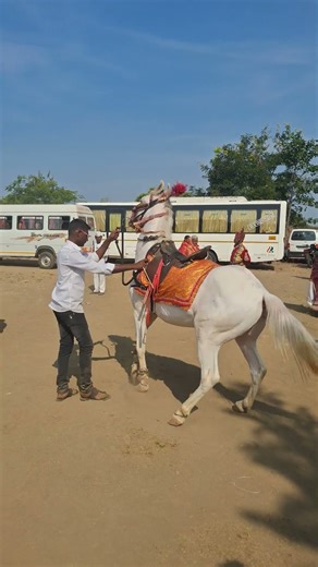 Marathi Groom Entry… Pure Royal Vibes! 👑✨ #marathiwedding #traditional #weddingvibes #relatable