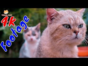 4K Quality Animal Footage ‪@n39vlog‬ - Cats and Kittens Beautiful Scenes Episode 17 | Viral Cat