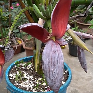 24K views · 275 reactions | Growing Bananas at Home Surprising Techniques for Bountiful Harvests and Successful Flower-to-Fruit Growth | Diy Garden World | Facebook