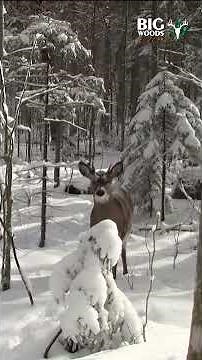 Young Buck Up Close! - Adirondack Hunting