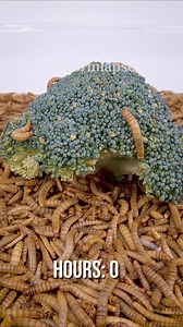 Mealworms vs. Broccoli #timelapse #insects #weird #mealworms | WormLapse