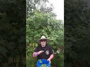 How to Propagate a Confederate Rose (Hibiscus mutabilis) the EASY Way