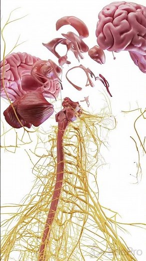 Exploded View of the Brain | 3D Anatomy Animation