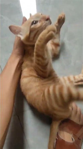 Cat Grapple: Instant Tap-Out from Me #matercat #cat #catfamily #murphycat #catman