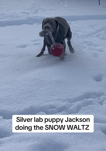 Jackson the Silver Lab's Snow Waltz Adventure