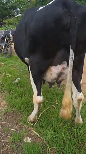 Sardar Nagar Market HF Jersey Cows | High Milk Yield Cows