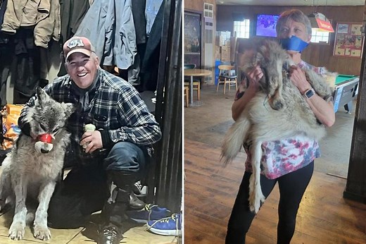 Wyoming hunter sparks outrage for allegedly wounding wolf, parading it in bar before killing it