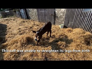 Calf born with buckled legs gets a splint
