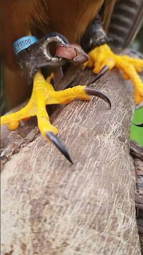 APLOMADO FALCON TALONS