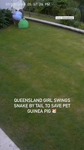 What would you do if a snake had hold of your pet guinea pig? 🐹 #snake #australia #queensland #viral | The NT News