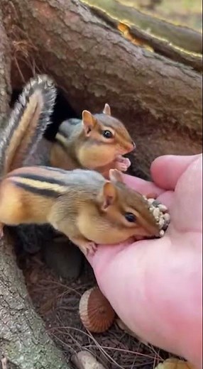 Chipmunks Fill Their Cheeks #Chipmunk #CuteAnimals #WildlifeMoment #NatureLove