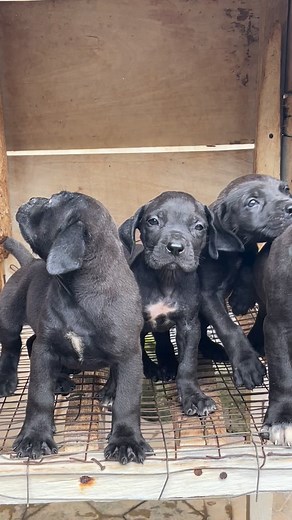 2.3K views · 178 reactions | Boerboel puppies getting ready… #goviral #fadelfarm #puppies #pet #blog #goviral #dogoftheday #pet #doglovers #capcut | Fadel Farms | Facebook