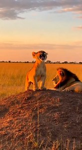 A tiny lion cub practices its roar in the open savanna. #WildAnimals #LionRoar | Lion Cub Roars