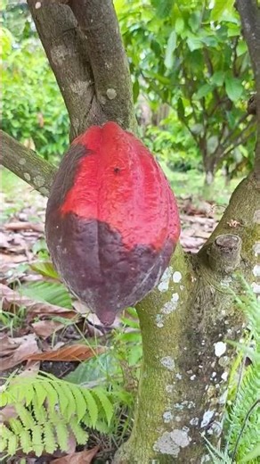 What causes fruit rot in cocoa? #cocoa #farming #farmer #cokelat #tree