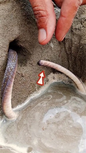 Fingers locked skills vs rubber snake power 😱 #snake #shorts