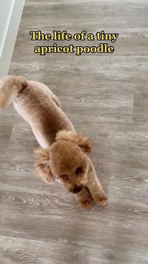 Amalie Rohde on TikTok