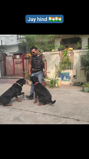 Rottweiler puppy Training #rottweilerclub #instadog #doglife #world #feature #rottweilerlovers #rott #mastiff #rottweilerlover #labrador #rottweilerland #rotties #rottweilerpuppies #rottweilerdog #germanrottweiler #rottweilerbreed #dogsofinsta #husky #rottiepuppy #rottweilerofinstagram #cute #rottweileroftheday #dogoargentino #bulldog #americanbully #rottweilersofficial #rottweilersofig #frenchbulldog #goldenretriever #puppylife | Foji Dog Trainer India