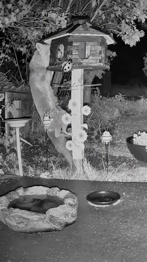 🦊 Fuchs klettert nachts am Vogelhaus hoch / 🦊 Fox Climbs the Bird Feeder at Night