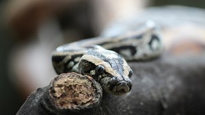 Un python de 4 mètres de long s’attaque à une femme et la coince pendant près de deux heures