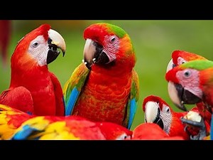 All mutations of Rare Macaws at one place