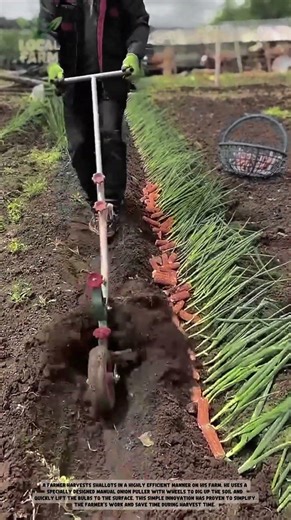 Hand-Pulled Vegetable Plow: The Ultimate Tool for Small Scale Farming