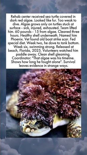 Sea Turtle Arrives Covered In What Looks Like Hair