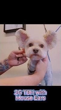 Teddy bear head with mouse ears