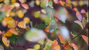 colorful autumn leaves. autumn leaves with rain drops. large drops on yellow leaves. autumn nature.
