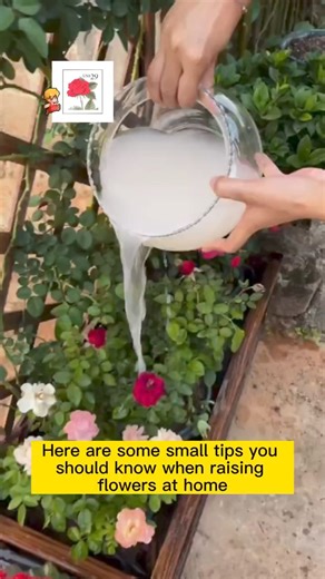 Homemade fertilizer‍♀️ - Raising flowers can be easy with these tips - 👉 Know someone who might be interested in this? Tag them or share this with them! Let’s get everyone in on the green action! - Drop a ❤️ if you want more videos like this! #gardening #garden #gardeningtips #gardenlife #gardeninspiration #gardenideas #gardenlove #gardendesign #gardenersofinstagram #gardenersworld #gardenphotography #gardenlovers #gardenart #gardenbeauty #gardenplants #gardenviews #gardenersparadise #gardening