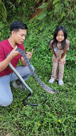 the name of this type of snake is the large king koros