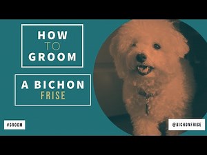 how to groom a bichon frise - trimming a bichon - grooming a bichon