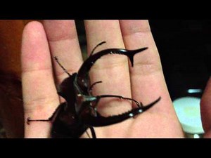 エラフスミヤマクワガタ アメリカ ミズーリ州セントルイス産